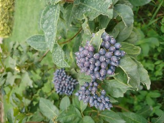 strange berries with a dark purple hue