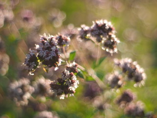 oregano flowers in the forest