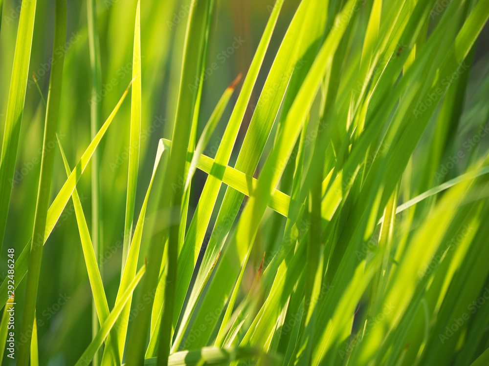 Wall mural grass in the summer. forest