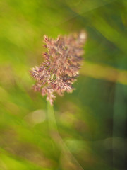 cereal plant in the summer. forest