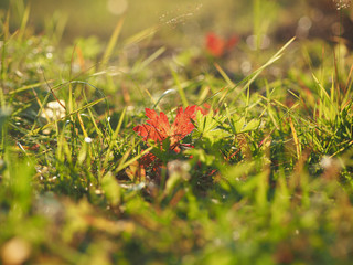 red leaf in the grass. autumn
