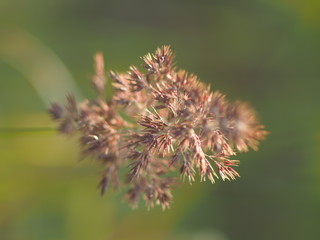 cereal plant in the summer. forest