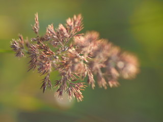 cereal plant in the summer. forest