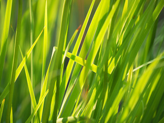 grass in the summer. forest