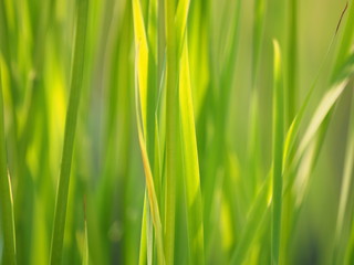 grass in the summer. forest