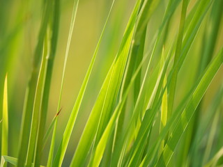 grass in the summer. forest