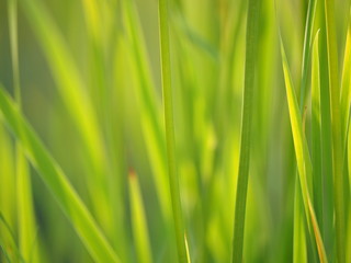 Fototapeta na wymiar grass in the summer. forest