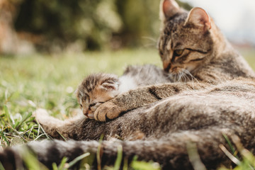mother cat with her kitten baby outdoors in a sun 