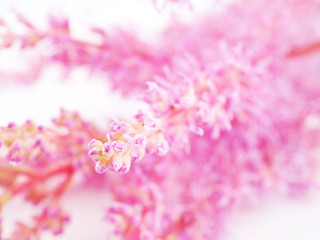 pink astilbe flowers on a white background