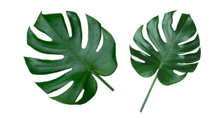 Green leaf background. Tropical leaves Monstera on white background. There are Clipping Paths for the natural designs and decoration 