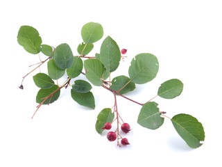 Branch of shadberry on a white background