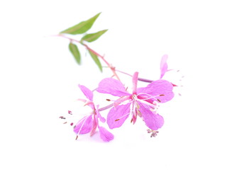 Fototapeta na wymiar pink flowers Ivan tea on a white background