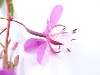 Obraz na płótnie Canvas pink flowers Ivan tea on a white background
