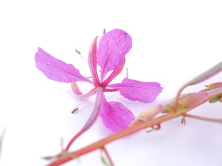 pink flowers Ivan tea on a white background