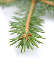 green spruce branches on a white background