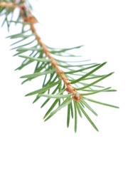 green spruce branches on a white background