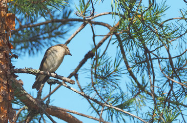 bird flycatcher in the forest