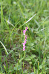 Spiranthes sinensis - It is called 