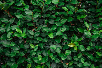 Floristic background. Green leaves on wall.