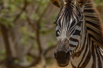 close up of a zebra