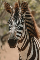 Fototapeta na wymiar Headshot of Zebra