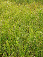 grass in the summer. forest