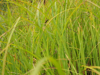grass in the summer. forest