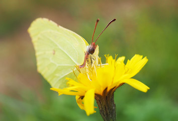 green butterfly on a flower