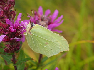 green butterfly on a flower