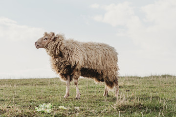 Obraz premium organic free range sheep lamb mutton in a green grass field with long fur before in a need of cut 