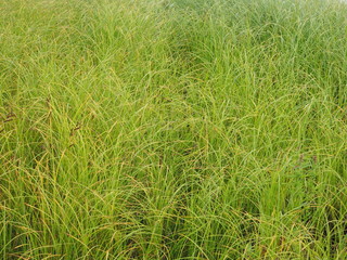 grass in the summer. forest