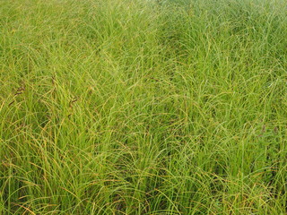 grass in the summer. forest
