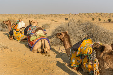 Fototapeta premium Wielbłądy na safari na pustyni Thar. Jaisalmer. Indie