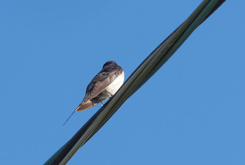 swallows on wires against the blue sky