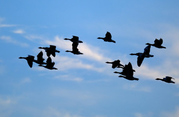 Geese in flight.