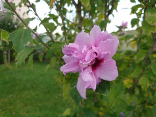 pink flower with purole hue