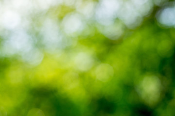 Green bokeh on nature abstract blur background green bokeh from tree
