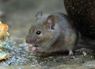 Mouse feeding in urban house garden.