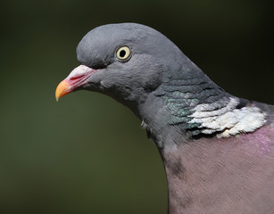 Feral pigeon looking for food in urban house garden.