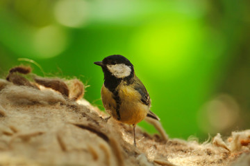 Kohlmeise sitzt auf einer Wolldecke Nahaufnahme Parus major