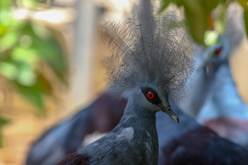 Victoria crowned pigeon