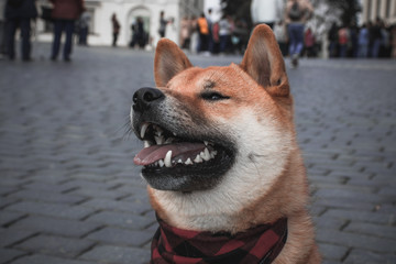 Shiba Inu portrait in autumn city