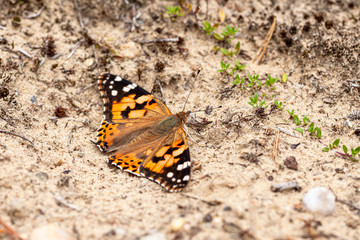 Fototapeta na wymiar Butterfly on the ground absorbing minerals from the soil