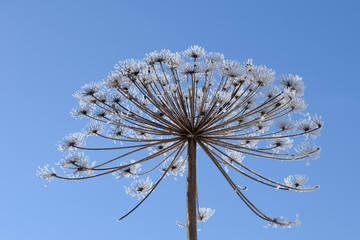 Dry umbel of hogweed (Heracleum) covered by hoarfrost on background of blue sky