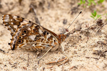 Butterfly on the ground absorbing minerals from the soil