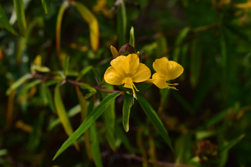 Chrysanthemum flowers are blooming If blooming then will be yellow. Beautiful planted in the backyard