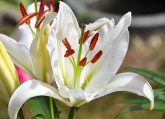 Lilien © Jutta Adam