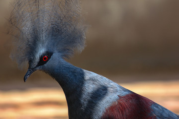 Victoria crowned pigeon in captivity