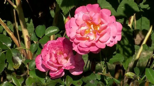 Zwei rosa Rosenblüten bewegen sich im Wind