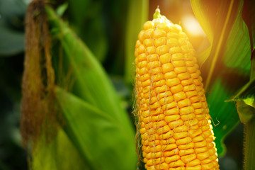 The corn or Maize is bright green in the corn field. Waiting for harvest